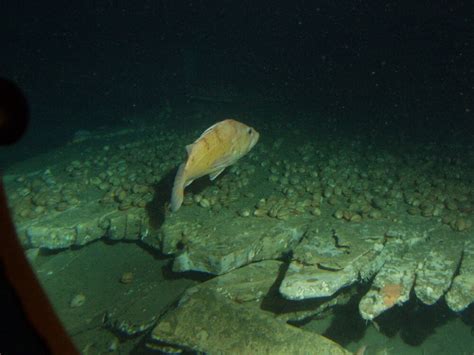 Habitat Characterization of the Continental Shelf | Monterey Bay NMS ...