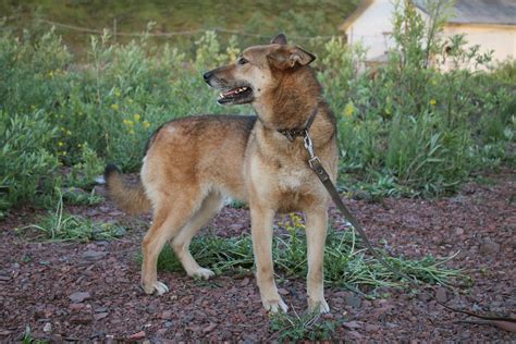 Free Images : ginger, smile dog, from shelter, pet portrait, full length, mammal, vertebrate ...