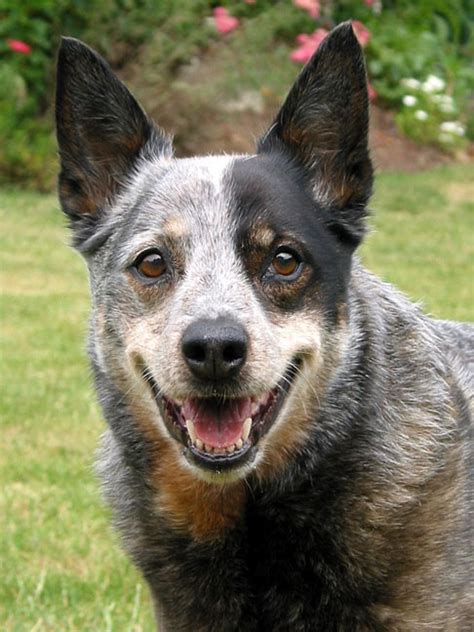 Australian Cattle Dog Herding | Herding Dog Breeds Pictures and Information