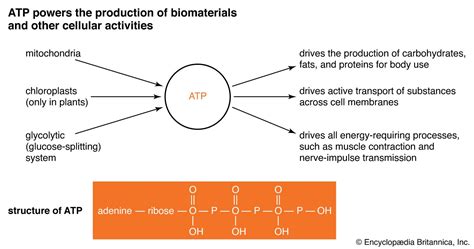 Physiology | Definition & Bodily Function | Britannica