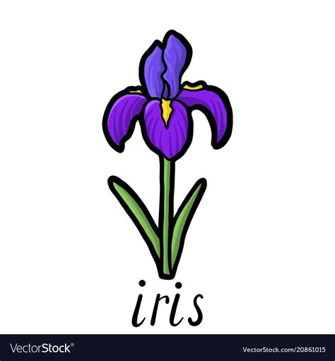 Flower of iris vector image on VectorStock in 2023 | Iris drawing, Flower drawing, Flower sketches