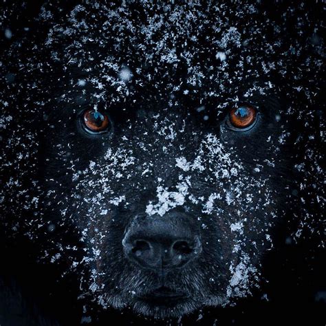 Interesting Photo of the Day: Snow Dog Portrait