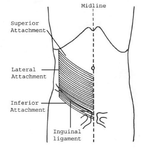 Line diagram showing details of the layers of superficial fascia of ...