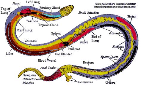 Ball Python Anatomy Diagram