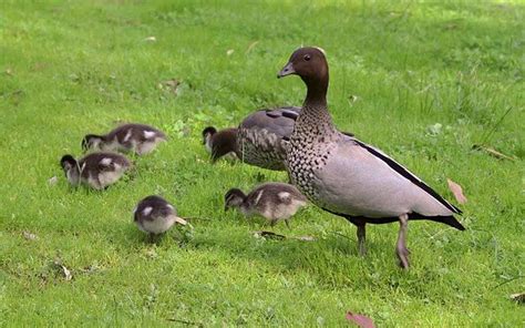 Welcome baby ducklings - Sustainable Macleod