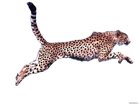 Cheetah Clip art - cheetah png download - 1280*960 - Free Transparent ...