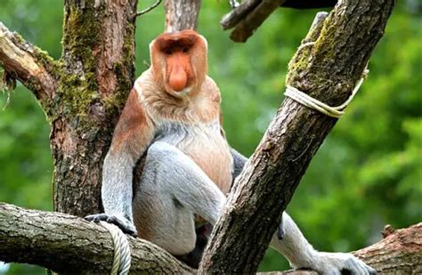 Proboscis Monkey - Description, Habitat, Image, Diet, and Interesting Facts