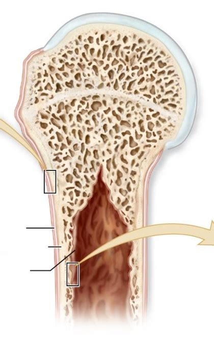 Periosteum and Endosteum Diagram | Quizlet