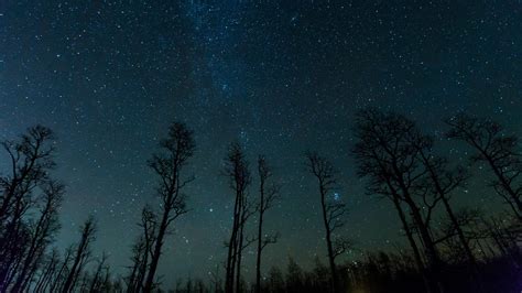 #sky #forest #silhouette #night #tree starry sky #darkness #starry # ...