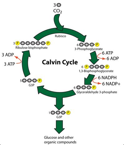 Cascading Books: Photosynthesis: Light Reaction & Dark Reaction