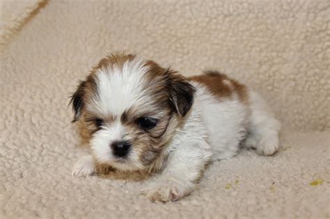 Lhasa Apso - Penny's Pups from birth to new homes: cute lhasa apso ...