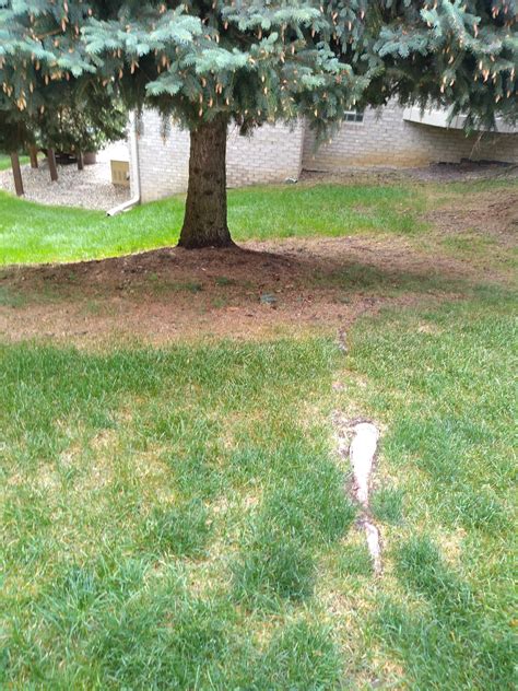 Cutting out large evergreen tree surface roots #754412 - Ask Extension