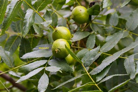 Plant of the Month - California Walnut