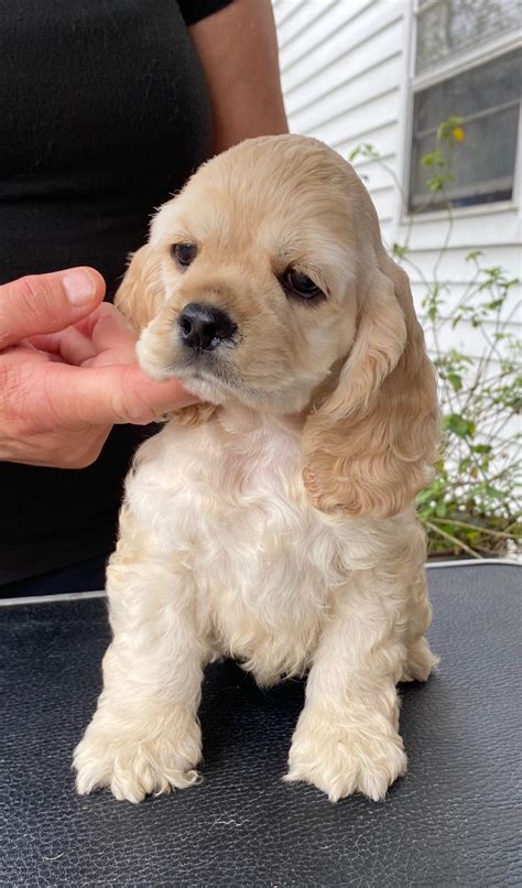 Cocker Spaniel Puppies For Sale in Louisiana | Acadia's Cockers