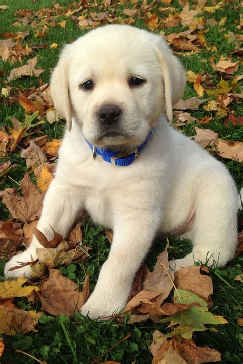 English yellow labrador retriever puppy | Cute lab puppies, Lab puppies, Cute labrador puppies