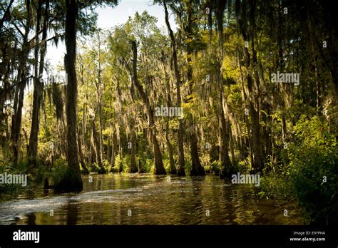 A Swamp, The Bayou. Louisiana Stock Photo - Alamy