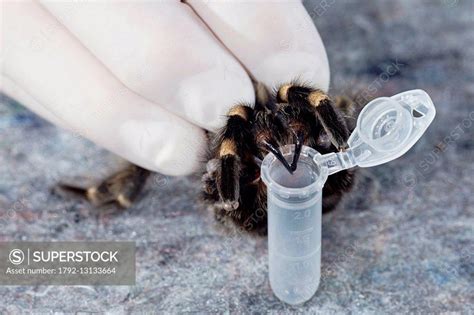 France, Paris, National Museum of Natural History, Mygalomorphae ...