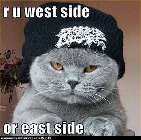 Most Intimidating Fluffy Gangster Cats (memes) | Silly cats pictures, Funny cat images, Funny ...