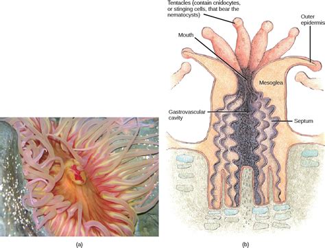 Sea Anemone Labeled Diagram