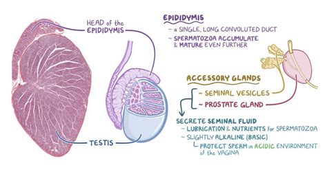 Testis Histology Diagram : Histology Of Testis Manage Your Time 1996 - An introduction to ...