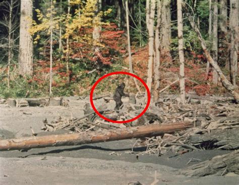 Bigfoot Evidence: Here's Your Chance to Remake Bigfoot History