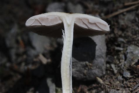 Psathyrella candolleana: The Ultimate Mushroom Guide