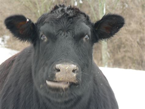 Chewing the cud on Cave Brook Farm | Animals, Brooke, Cow