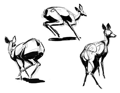 Deer Drawing Tutorial | Free download on ClipArtMag