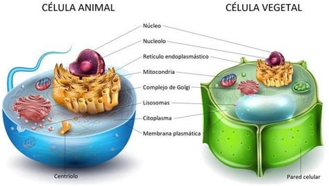 ejemplos de la célula en la unidad estructural de los seres vivos - Brainly.lat