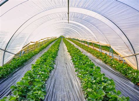 Polyethylene Greenhouse Covering: Pros and Cons - Nexus Plastics, Inc