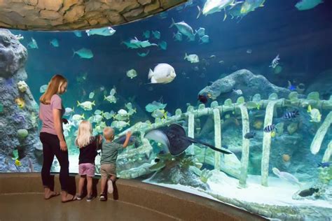 SEA LIFE AQUARIUM KANSAS CITY | Visit KC