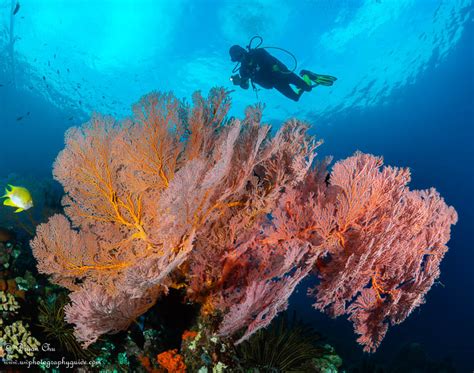 Diving Tulamben, Bali: Macro, Wide and Wreck! - Underwater Photography Guide