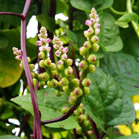 Malabar Spinach Seeds - Climbing Spinach Herb Seed