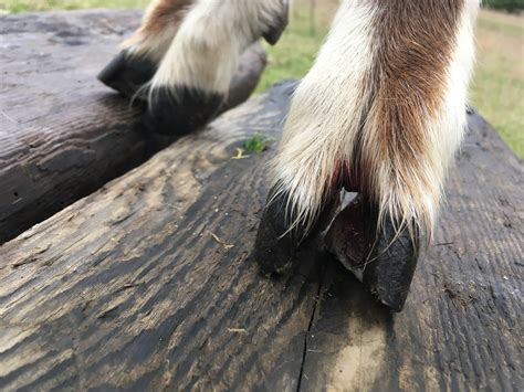 Curved goat hoof restoration? | The Goat Spot Forum