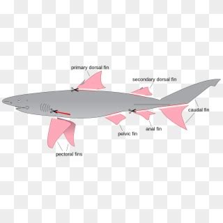 Free Shark Fin Png Transparent Images - PikPng