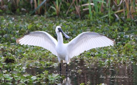 Birds – Norfolk Island Flora & Fauna Society