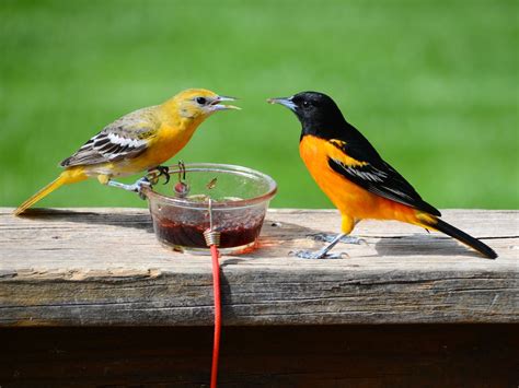 Female Baltimore Orioles (Male vs Female Identification) | Birdfact