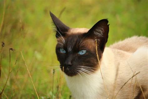 Siamese Cat Intelligence. How Clever Are They? - Stop Cats Spraying & Cat Speak