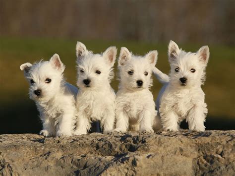 Lil' Dog Whisperer: Fun and Feisty, The West Highland Terrier