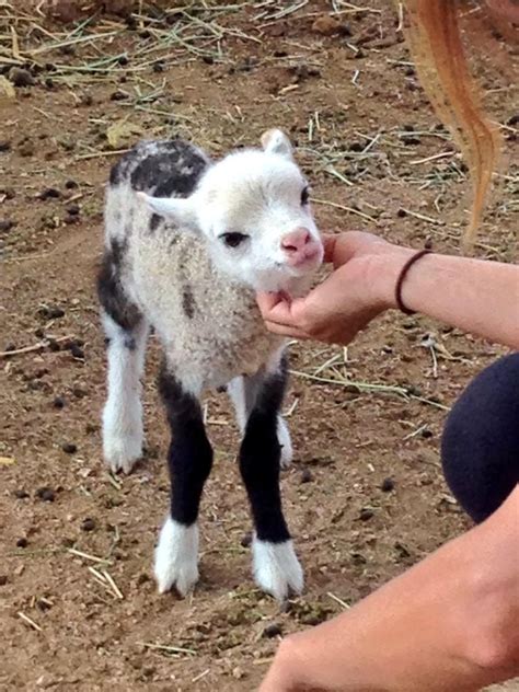 画像 : ヤギと羊のハイブリッド「ギープ」の赤ちゃんが可愛すぎる！ - NAVER まとめ | Animals, Cute baby ...