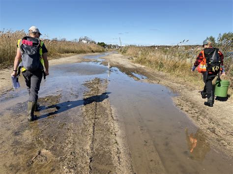 Mastic Beach Managed Retreat & Habitat Restoration – Great Ecology