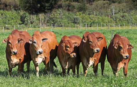 Boran Cattle, South Africa