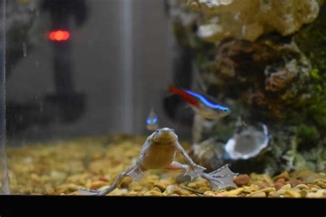 African Dwarf Frog Care, Food, Lifespan & Tank Guide | Fishkeeping World