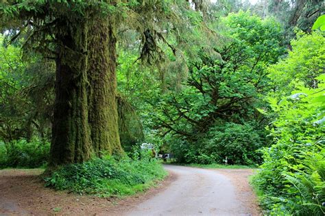 Redwood Forest Camping - Ventana Campground | Camping In The Big Sur Redwoods : There are many ...