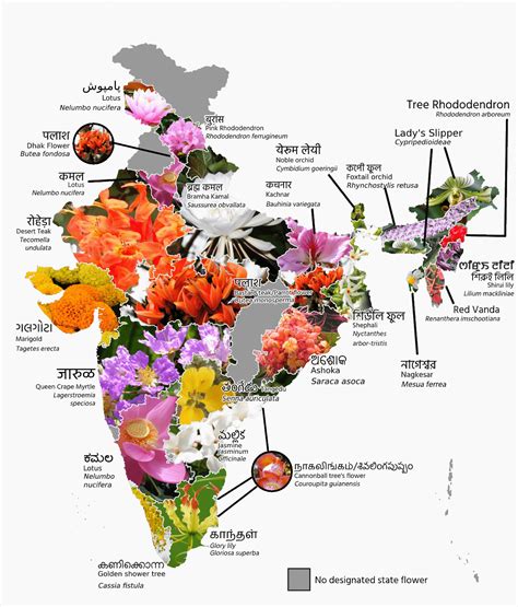 (x-post from r/mapporn) State Flowers of India [OC] : r/india