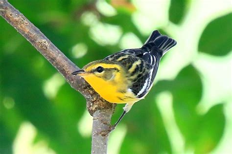 blackburnian warbler female at Vernon Springs IA 854A2194 | Flickr