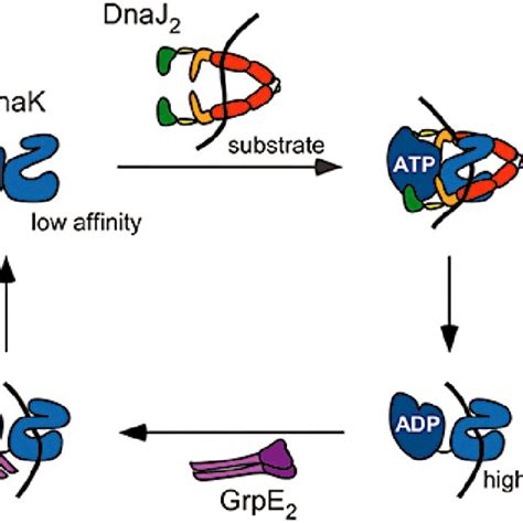 2: Illustration of a protein-folding energy landscape. A)... | Download Scientific Diagram