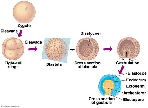 Organismal Biology