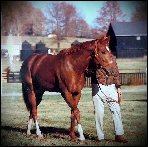 Secretariat | Secretariat horse, Horse life, Beautiful horses