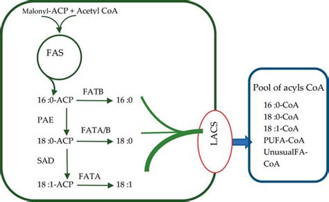 Plant Lipid Metabolism | IntechOpen